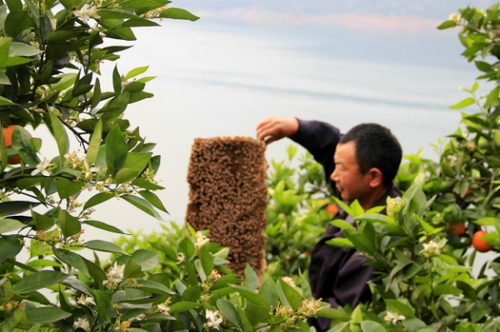 4月29日，三峽庫區(qū)湖北秭歸縣泄灘鄉(xiāng)陳家灣村五組村民陳宗紅在柑橘園里放養(yǎng)蜜蜂。