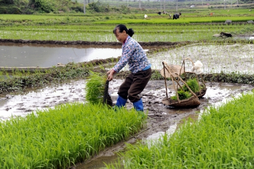 5月5日，廣西羅城縣四把鎮(zhèn)新印村村民在起秧苗，準備插田。