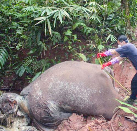 云南野生象遭砍頭取象牙-盜獵者手段極其殘忍2