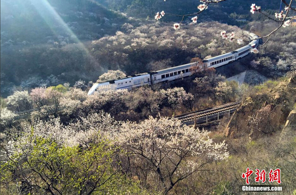 和諧號列車穿越居庸關花海 被贊開往春天的列車6