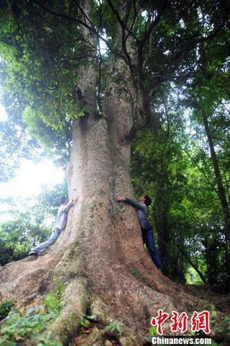 圖為樹齡超600歲的楠木古樹。陳碧生攝