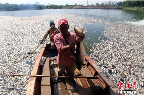 印尼一湖內(nèi)現(xiàn)數(shù)千死魚 或?yàn)樗疁刈兓?