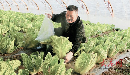 大慶農(nóng)民掰葉賣(mài)白菜一棵白菜能賣(mài)出三棵價(jià)錢(qián)