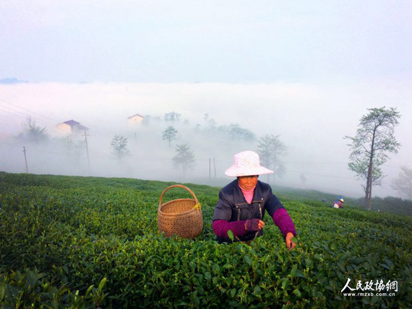 茶園里，茶農(nóng)正在采茶 呂躍兵 攝