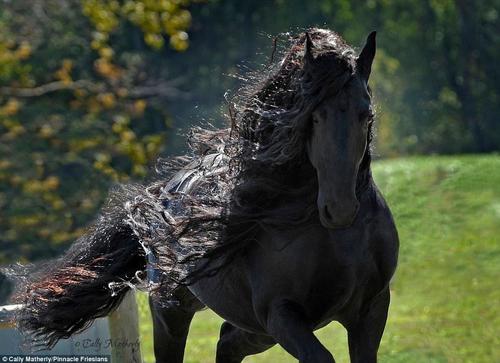 這匹馬屬于位于美國歐扎克山脈的Pinnacle Friesians，在社交媒體臉書主頁上它已經(jīng)擁有了超過12500位粉絲。