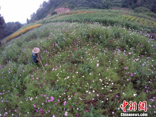 閑暇時(shí)，在花田里勞作，是一件讓陳新康覺得很幸福的事。　王中舉 攝