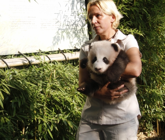 9月15日，在比利時(shí)布呂熱萊特的天堂動(dòng)物園，工作人員抱著大熊貓寶寶“天寶”出席取名儀式。