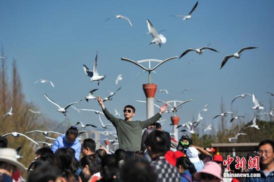 2月4日，春節(jié)長(zhǎng)假剛剛結(jié)束，仍然有大批游客聚集到昆明滇池邊，觀鷗喂鷗，與紅嘴鷗一起共享昆明暖陽(yáng)和藍(lán)天。<a target='_blank' href='http://www.chinanews.com/'>中新社</a>記者 任東 攝