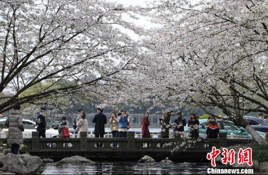 圖為杭州西湖的太子灣公園?！⊥鮿?攝