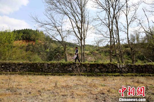 客家人在遷徙至范塅后在當?shù)亟Y草為廬，開荒種地，繁衍生息。在狹長的河谷地帶墾荒種地，沿山腳造田?！↑S一魏 攝