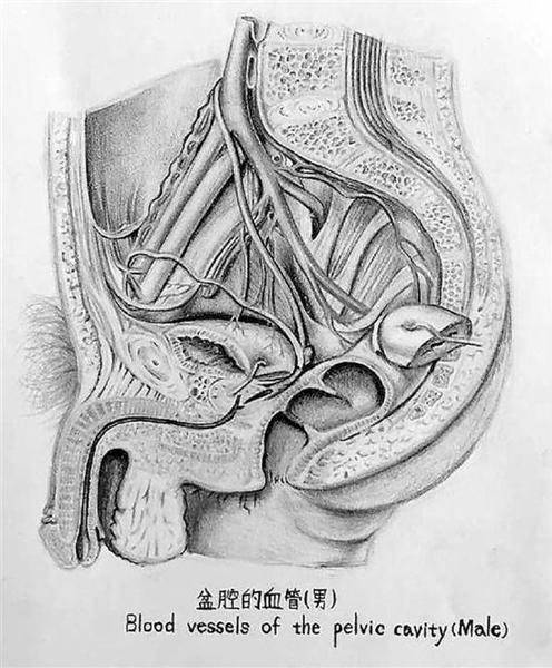 人體解剖學(xué)繪圖比賽參賽作品。