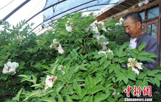 新疆兵團(tuán)“癡花匠”9年堅(jiān)持讓“花中二絕”在邊陲葳蕤成園（組圖）