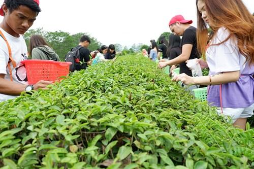 中國僑網(wǎng)采茶溯源。（華僑大學(xué)華文學(xué)院供圖：楊惠晶 張芬妮）