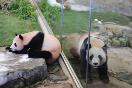 這是6月4日在日本和歌山縣白浜野生動(dòng)物園拍攝的大熊貓“陽(yáng)浜”(左)和“海浜”。(新華社記者方藝曉攝)