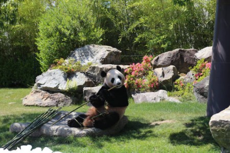 6月4日，在日本和歌山縣白浜野生動(dòng)物園，大熊貓“優(yōu)浜”在送別儀式上啃竹子。(新華社記者方藝曉攝)