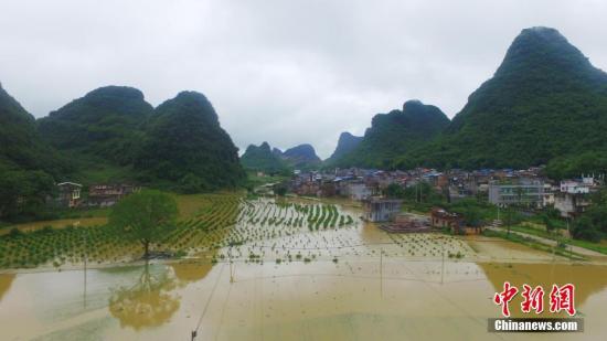 資料圖：廣西融安縣泗頂鎮(zhèn)儒南村拍攝被洪水淹沒的農(nóng)田。譚凱興 攝