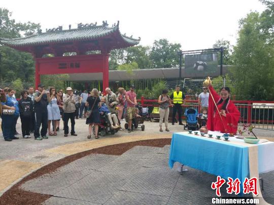 功夫茶藝亮相柏林動物園大熊貓館 鐘欣 攝