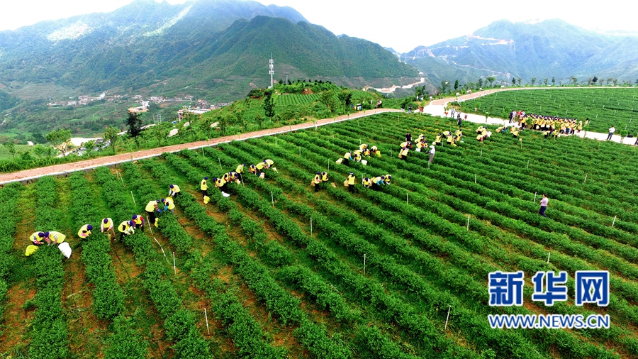 安溪鐵觀音的春茶采摘場面。