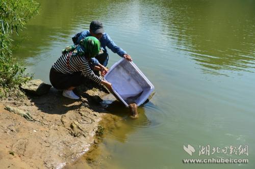 王崗和田巍夫婦正在放生娃娃魚。通訊員 李維君 攝。