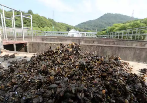 西湖邊每天撈起半噸海瓜子 網(wǎng)友:蔥油還是紅燒