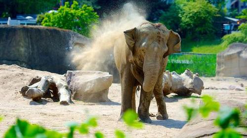 天降橫財 德國一動物園獲贈美國老婦巨額遺產(chǎn)