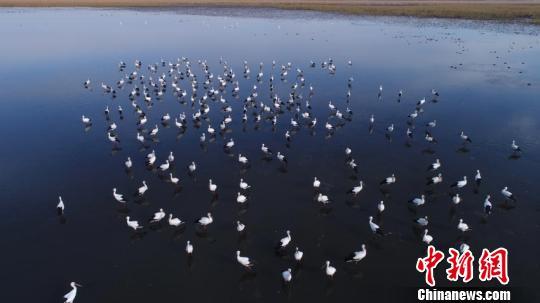 吉林濕地迎數(shù)百只東方白鸛珍稀堪比大熊貓