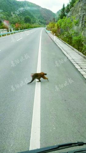 30斤重野猴在高速公路出沒(méi) 跳到警察腿上又撓又咬