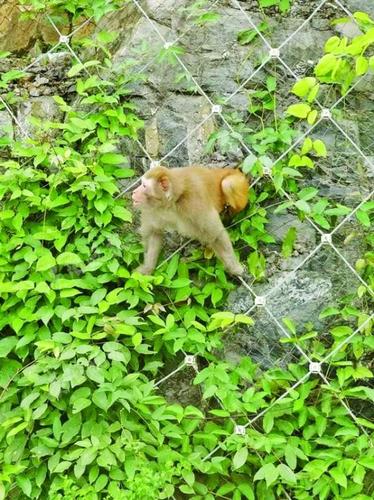 30斤重野猴在高速公路出沒(méi) 跳到警察腿上又撓又咬