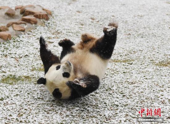 11月2日，長春市迎來深秋首場降雪，吉林省東北虎園內(nèi)的大熊貓夢夢興奮地在雪中撒歡。<a target='_blank' href='http://www.chinanews.com/'>中新社</a>記者 張瑤 攝