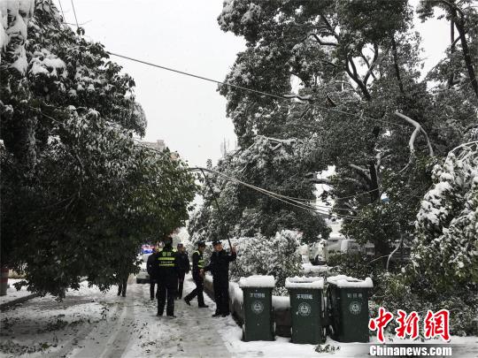 湖北十堰，積雪壓斷樹枝 劉英 攝