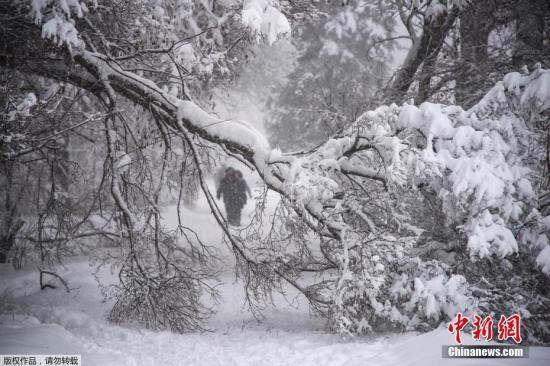 4日，莫斯科降雪和冰雨造成100多起樹倒砸車事件。