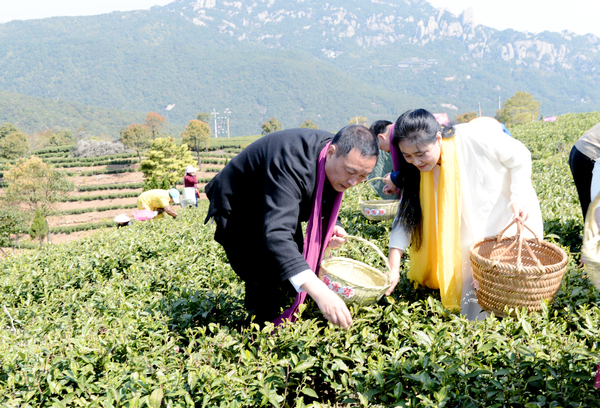 8頭採節(jié)上茶產(chǎn)業(yè)種植龍頭企業(yè)在太姥山下茶園采摘