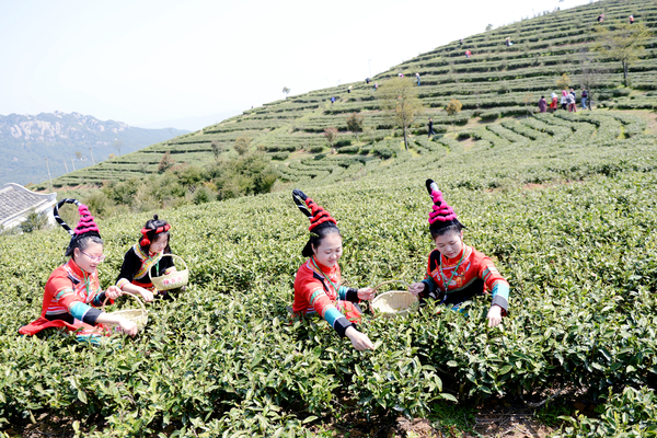 畬族女孩在太姥山茶園采茶