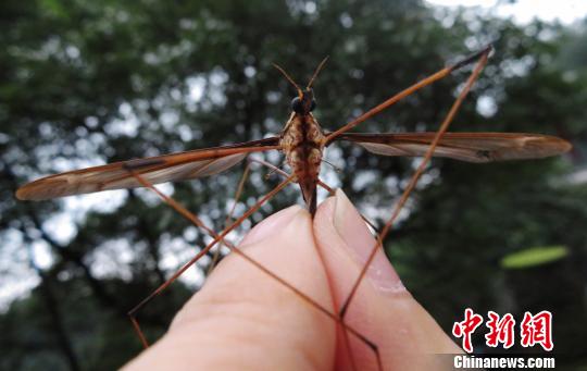 蚊子活體。　趙力 攝