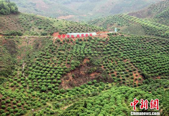 圖為百色市右江區(qū)永樂(lè)鎮(zhèn)芒果種植示范區(qū)一角?！钪拘?攝