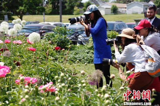 當(dāng)?shù)貢r(shí)間6月8日，加拿大安大略省奧沙瓦市(Oshwa)一年一度的知名活動(dòng)牡丹節(jié)再次來臨之際，當(dāng)?shù)厝A人攝影愛好者“組團(tuán)”拍攝鮮花?！∮嗳鸲?攝