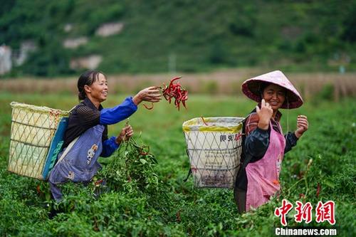 9月26日，貴州鎮(zhèn)寧扁擔(dān)山鎮(zhèn)蔬菜基地，菜農(nóng)在田間采摘辣椒。近日，正值貴州省鎮(zhèn)寧縣扁擔(dān)山鎮(zhèn)蔬菜基地各類蔬菜采摘上市時期，菜農(nóng)田間地頭采摘忙。<a target='_blank' href='http://www.chinanews.com/'>中新社</a>記者 賀俊怡 攝