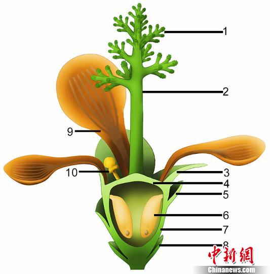 中外科學家發(fā)現(xiàn)侏羅紀早期“南京花”為迄今最古老花朵