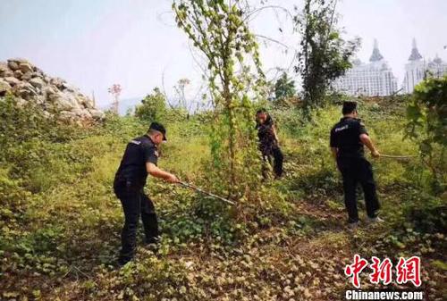 圖為森警在岸邊搜捕放生蛇。西雙版納州自然資源公安局提供