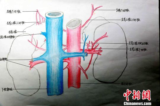 圖為腎上腺血管手繪圖?！√崎?攝