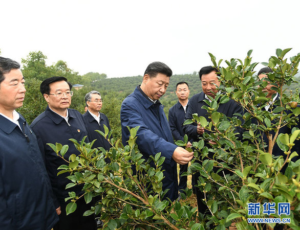 9月16日至18日，中共中央總書記、國(guó)家主席、中央軍委主席習(xí)近平在河南考察。這是17日上午，習(xí)近平來(lái)到信陽(yáng)市光山縣槐店鄉(xiāng)司馬光油茶園，實(shí)地察看油茶樹種植和掛果情況。 新華社記者 謝環(huán)馳 攝