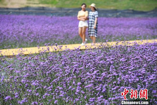 圖為民眾在蘭州新區(qū)網(wǎng)紅打卡地“臨港花?！鄙⒉健！∥航ㄜ?攝