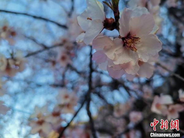 圖為林芝盛開的桃花，2019年3月29日，林芝第十七屆桃花旅游文化節(jié)在巴宜區(qū)開幕(資料圖)。　張偉 攝