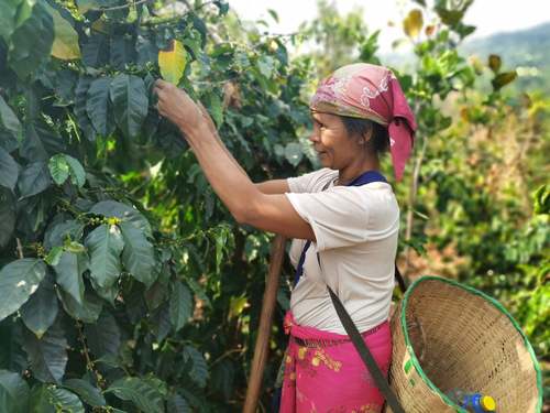 星巴克幫助云南咖農(nóng)種植咖啡　中國扶貧基金會供圖